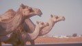 Wielbłądy na pustyni - źródło naturalnej wełny o właściwościach termoregulacyjnych do kołder całorocznych Senna Home CAMEL.